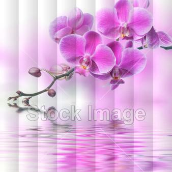 Fotožaluzie orchidej 1-6977936